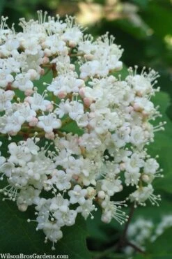 Maple Leaf Viburnum - 1 Gallon Pot -Flowers World Shop viburnum acerifolium maple leaf 6
