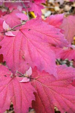 Maple Leaf Viburnum - 3 Pack Of 1.5 Quart Pots -Flowers World Shop viburnum acerifolium maple leaf 8 3
