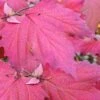 Maple Leaf Viburnum - 3 Gallon Pot -Flowers World Shop viburnum acerifolium maple leaf 8 4
