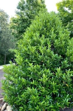 Mirror Leaf Sweet Viburnum - 1 Gallon Pot 10 Mirror Leaf Sweet Viburnum - 1 Gallon Pot -Flowers World Shop viburnum awabuki chindo 3 2