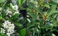 Mirror Leaf Sweet Viburnum - 1 Gallon Pot 11 Mirror Leaf Sweet Viburnum - 1 Gallon Pot -Flowers World Shop viburnum awabuki chindo 4 2