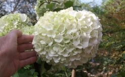 Chinese Snowball Viburnum Bush - 7 Gallon Pot (3-4') -Flowers World Shop viburnum chinese snowball bloom white 2