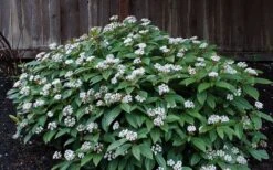 David Viburnum - 3 Gallon Pot -Flowers World Shop viburnum davidii 14