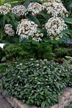 David Viburnum - 3 Gallon Pot -Flowers World Shop viburnum davidii 15