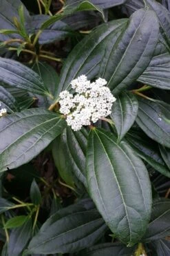 David Viburnum - 3 Gallon Pot -Flowers World Shop viburnum davidii 16