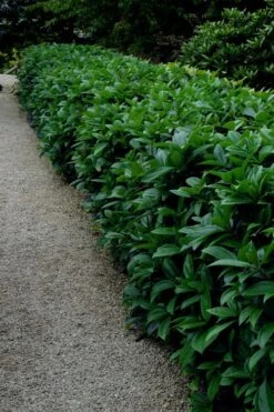 David Viburnum - 3 Gallon Pot -Flowers World Shop viburnum davidii 17