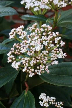David Viburnum - 3 Gallon Pot -Flowers World Shop viburnum davidii 5