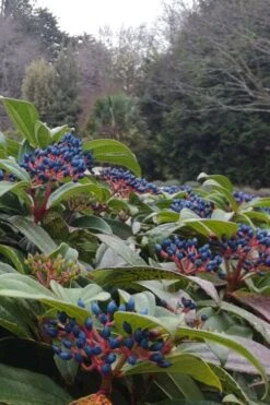 David Viburnum - 3 Gallon Pot -Flowers World Shop viburnum davidii 6