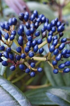 David Viburnum - 3 Gallon Pot -Flowers World Shop viburnum davidii 7