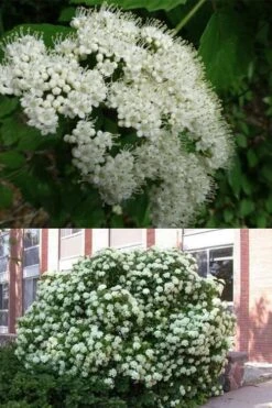 Arrowwood Viburnum - 3 Gallon Pot 13 Arrowwood Viburnum - 3 Gallon Pot -Flowers World Shop viburnum dentatum arrowwood 3