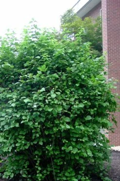 Arrowwood Viburnum - 3 Gallon Pot 15 Arrowwood Viburnum - 3 Gallon Pot -Flowers World Shop viburnum dentatum arrowwood 7