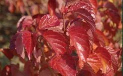 Arrowwood Viburnum - 3 Gallon Pot 16 Arrowwood Viburnum - 3 Gallon Pot -Flowers World Shop viburnum dentatum arrowwood 9