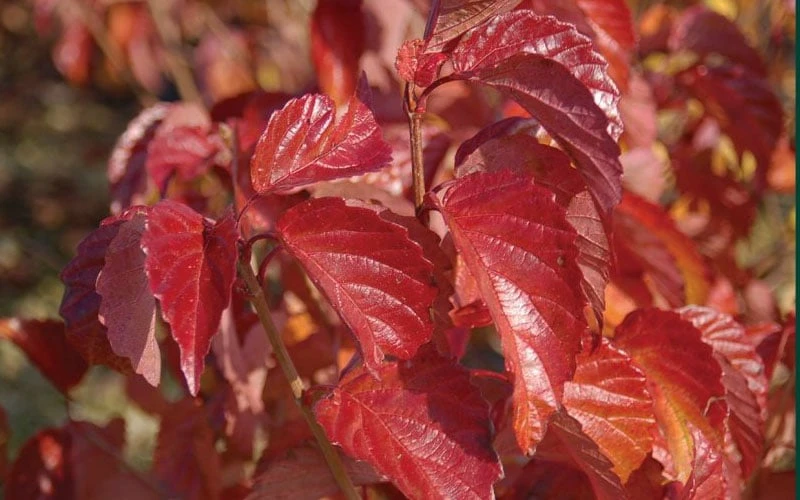 Arrowwood Viburnum - 3 Gallon Pot 9 Arrowwood Viburnum - 3 Gallon Pot - Image 7