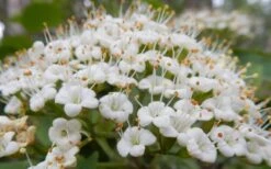 Mohican Arrowwood Viburnum - 6 Gallon Pot (4-5') -Flowers World Shop viburnum lantana mohican 1