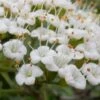Mohican Arrowwood Viburnum - 6 Gallon Pot (4-5') -Flowers World Shop viburnum lantana mohican 2