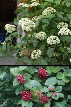 Mohican Arrowwood Viburnum - 6 Gallon Pot (4-5') -Flowers World Shop viburnum lantana mohican 4