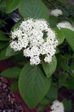 Mohican Arrowwood Viburnum - 6 Gallon Pot (4-5') -Flowers World Shop viburnum lantana mohican 5