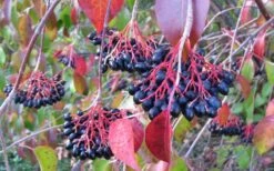 Nannyberry Viburnum - 3 Gallon Pot 11 Nannyberry Viburnum - 3 Gallon Pot -Flowers World Shop viburnum lentago nannyberry 2 1