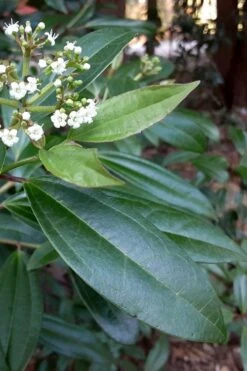 Moonlit Lace Viburnum - 6 Pack Of 1 Gallon Pots -Flowers World Shop viburnum moonlit lace 5 1