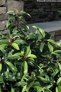 Moonlit Lace Viburnum - 1 Gallon Pot -Flowers World Shop viburnum moonlit lace 8 3