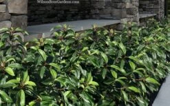 Moonlit Lace Viburnum - 6 Pack Of 1 Gallon Pots -Flowers World Shop viburnum moonlit lace 9 1