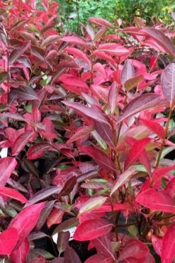 Winterthur Viburnum - 3 Gallon Pot -Flowers World Shop viburnum nudum winterthur 100 1