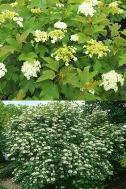 Dwarf European Cranberry Bush - 1 Gallon Pot 19 Dwarf European Cranberry Bush - 1 Gallon Pot -Flowers World Shop viburnum opulus compactum dwarf european cranberry bush 10 1