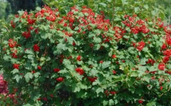 Dwarf European Cranberry Bush - 1 Gallon Pot 16 Dwarf European Cranberry Bush - 1 Gallon Pot -Flowers World Shop viburnum opulus compactum dwarf european cranberry bush 2 1