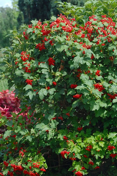 Dwarf European Cranberry Bush - 1 Gallon Pot 6 Dwarf European Cranberry Bush - 1 Gallon Pot - Image 4