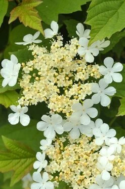Dwarf European Cranberry Bush - 5 Gallon Pot -Flowers World Shop viburnum opulus compactum dwarf european cranberry bush 4