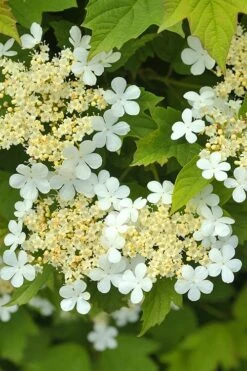 Dwarf European Cranberry Bush - 1 Gallon Pot 15 Dwarf European Cranberry Bush - 1 Gallon Pot -Flowers World Shop viburnum opulus compactum dwarf european cranberry bush 5 1