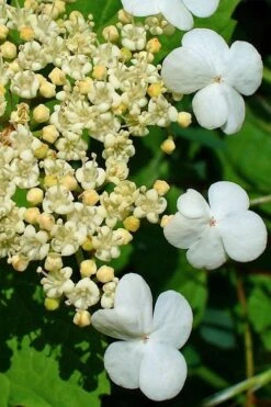 Dwarf European Cranberry Bush - 1 Gallon Pot 18 Dwarf European Cranberry Bush - 1 Gallon Pot -Flowers World Shop viburnum opulus compactum dwarf european cranberry bush 7 1