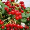 Dwarf European Cranberry Bush - 5 Gallon Pot -Flowers World Shop viburnum opulus compactum dwarf european cranberry bush 9