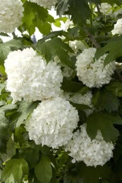 Eastern Snowball Viburnum Bush - 3 Gallon Pot 16 Eastern Snowball Viburnum Bush - 3 Gallon Pot -Flowers World Shop viburnum opulus sterile eastern snowball 2 1