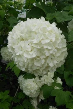 Eastern Snowball Viburnum Bush - 3 Gallon Pot 14 Eastern Snowball Viburnum Bush - 3 Gallon Pot -Flowers World Shop viburnum opulus sterile eastern snowball 3 1