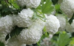 Eastern Snowball Viburnum Bush - 1 Gallon Pot -Flowers World Shop viburnum opulus sterile eastern snowball 4