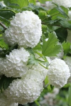 Eastern Snowball Viburnum Bush - 1 Gallon Pot -Flowers World Shop viburnum opulus sterile eastern snowball 5