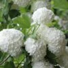 Eastern Snowball Viburnum Bush - 1 Gallon Pot -Flowers World Shop viburnum opulus sterile eastern snowball 6