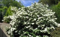 Japanese Snowball Bush (Viburnum Plicatum) - 2 Gallon Pot -Flowers World Shop viburnum plicatum japanese snowball bush flowers 15