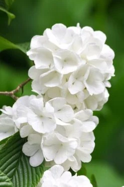Japanese Snowball Bush (Viburnum Plicatum) - 2 Gallon Pot -Flowers World Shop viburnum plicatum japanese snowball flowers 10