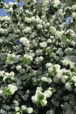 Japanese Snowball Bush (Viburnum Plicatum) - 2 Gallon Pot -Flowers World Shop viburnum plicatum japanese snowball flowers 15