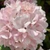 Kern's Pink Snowball Viburnum Bush - 2 Gallon Pot -Flowers World Shop viburnum plicatum kerns pink snowball 2