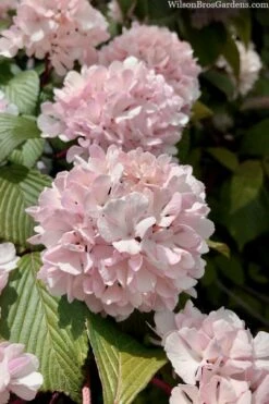 Kern's Pink Snowball Viburnum Bush - 3 Gallon Pot -Flowers World Shop viburnum plicatum kerns pink snowball 3 1
