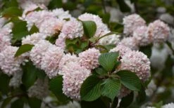 Kern's Pink Snowball Viburnum Bush - 2 Gallon Pot -Flowers World Shop viburnum plicatum kerns pink snowball 7