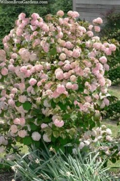 Kern's Pink Snowball Viburnum Bush - 3 Gallon Pot -Flowers World Shop viburnum plicatum kerns pink snowball 9 1