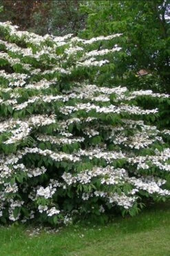 Japanese Doublefile Viburnum - 2 Gallon Pot -Flowers World Shop viburnum plicatum tomentosum japanese doublefile 5