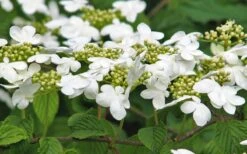 Japanese Doublefile Viburnum - 2 Gallon Pot -Flowers World Shop viburnum plicatum tomentosum japanese doublefile 6