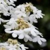Japanese Doublefile Viburnum - 2 Gallon Pot -Flowers World Shop viburnum plicatum tomentosum japanese doublefile 7