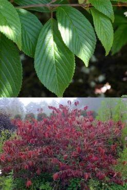 Japanese Doublefile Viburnum - 2 Gallon Pot -Flowers World Shop viburnum plicatum tomentosum japanese doublefile 9