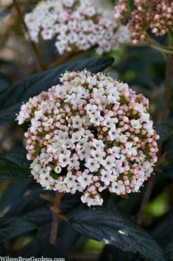 Prague Viburnum - 1 Gallon Pot 14 Prague Viburnum - 1 Gallon Pot -Flowers World Shop viburnum pragense prague 2 1